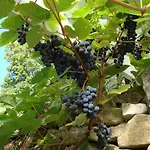 Maison d'hôtes Muhu Tonise Talu *