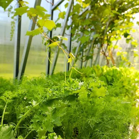 Muhu Tonise Talu Liiva (Saaremaa)