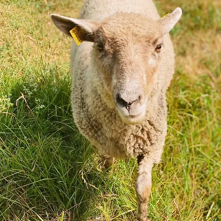 Muhu Tonise Talu بيت ضيافة Liiva (Saaremaa)