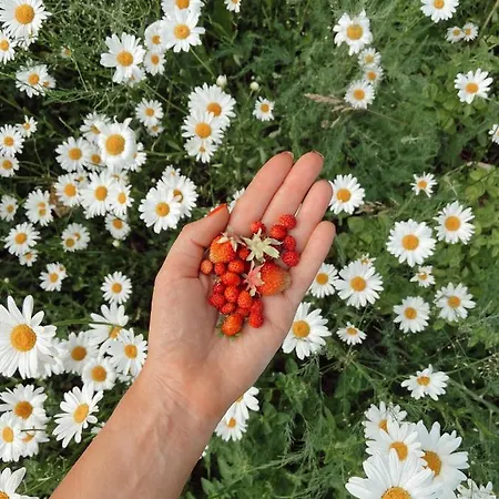 بيت ضيافة Muhu Tonise Talu *