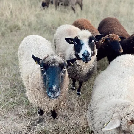 ゲストハウス Muhu Tonise Talu *