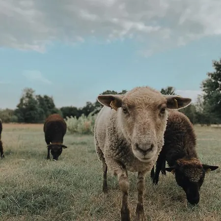 Muhu Tonise Talu ゲストハウス Liiva