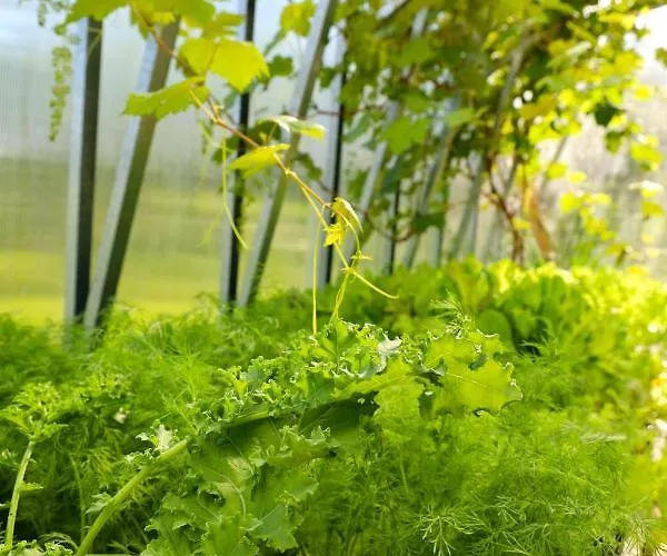 Muhu Tonise Talu Liiva (Saaremaa)