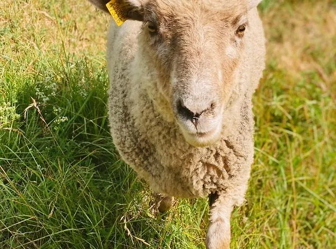 Muhu Tonise Talu Πανσιόν Liiva (Saaremaa)