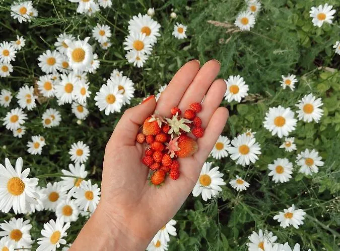 Guest house Muhu Tonise Talu *