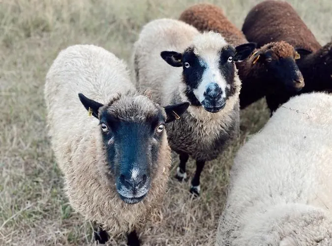 Guest house Muhu Tonise Talu *