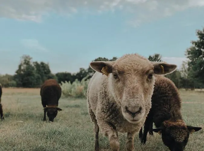 Muhu Tonise Talu Pensjonat Liiva (Saaremaa)
