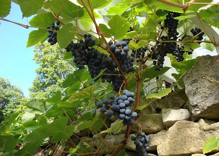 Guest house Muhu Tonise Talu *